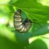 Monarch caterpillar in 'J' position