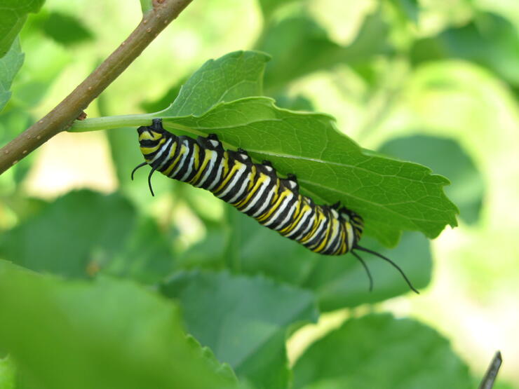 Monarch caterpillar preparing to 'J'